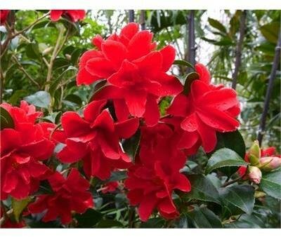 Freedom Bell Camellia