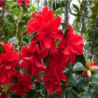 Freedom Bell Camellia