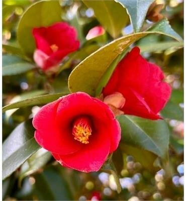 Korean Fire Camellia on Trellis