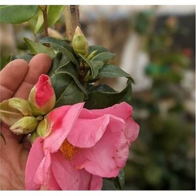 Aunt Mavis Japanese Camellia