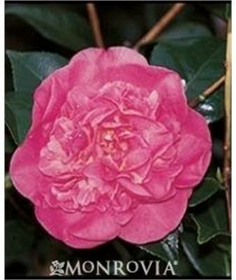 Spellbound Camellia (Pink)