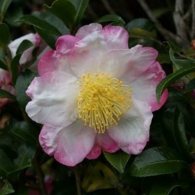 Hana Jiman Camellia