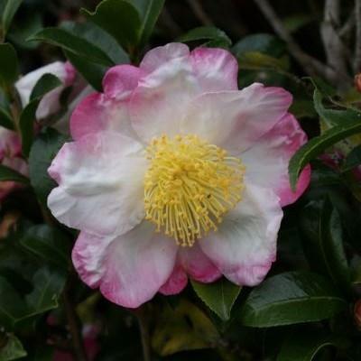 Hana Jiman Camellia