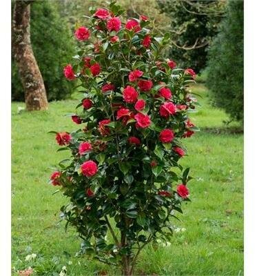 Kramer's Beauty Camellia