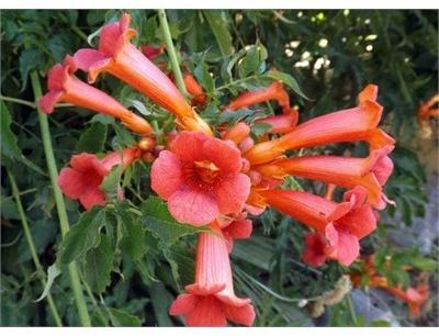 Hummingbird/Trumpet Vine (Campsis)