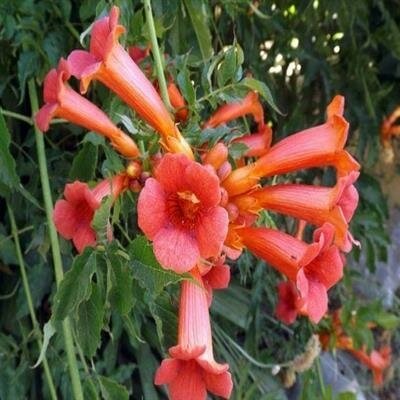 Hummingbird/Trumpet Vine (Campsis)