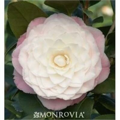 Nuccio's Pearl Camellia