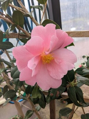 Pink Icicle Espaliered Camellia