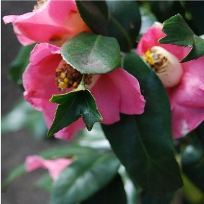 Pink Mermaid Camellia - image 2