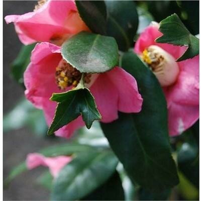 Pink Mermaid Camellia