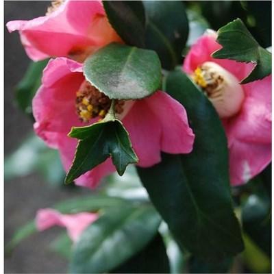 Pink Mermaid Camellia