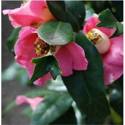 Pink Mermaid Camellia