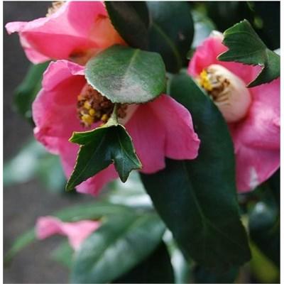 Pink Mermaid Camellia