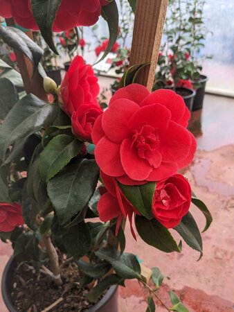 Rosehill Red Camellia Espaliered