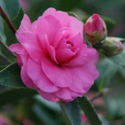 Chansonette Camellia