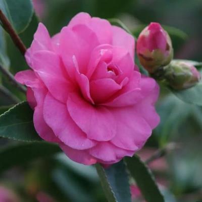 Chansonette Camellia