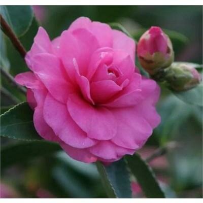 Chansonette Camellia