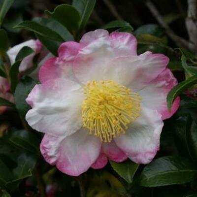 Hana Jiman Camellia