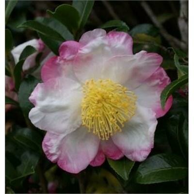 Hana Jiman Camellia