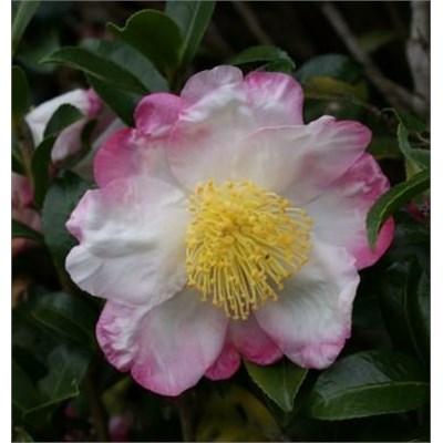Hana Jiman Camellia