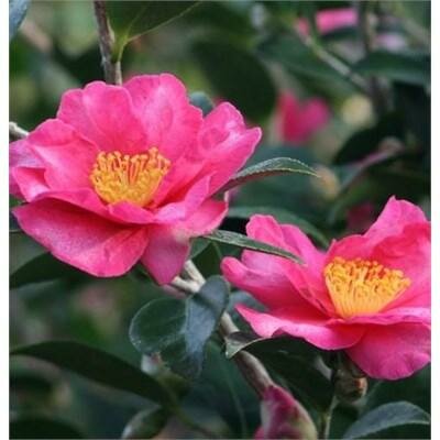 Kanjiro Pink Camellia