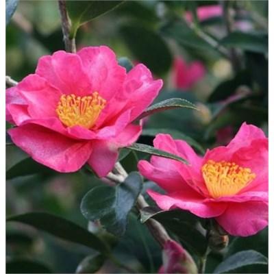 Kanjiro Pink Camellia