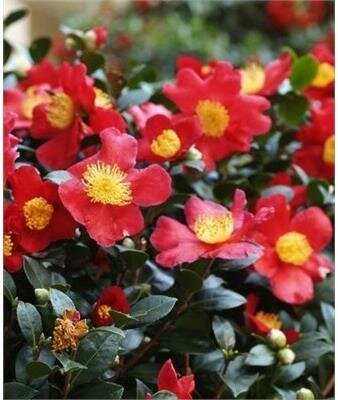 Yuletide Camellia