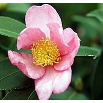 Blushing Maiden Tea Camellia