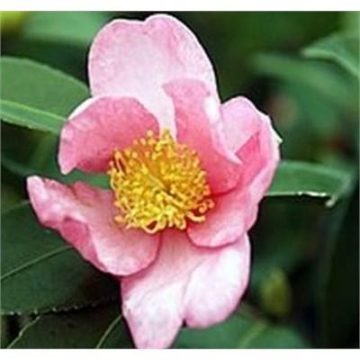 Blushing Maiden Tea Camellia