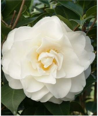 Swan Lake Japanese Camellia