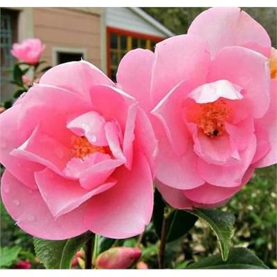 Taylor'S Perfection Camellia