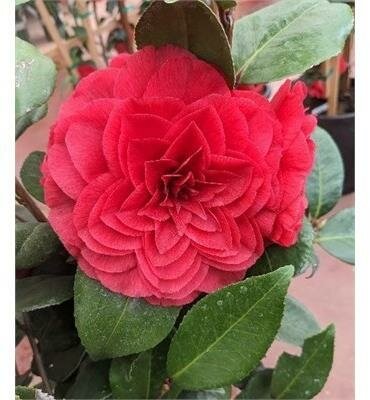 Vestito Rossa Camellia