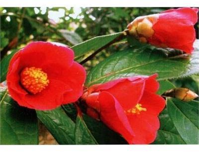 Camellia Villosa