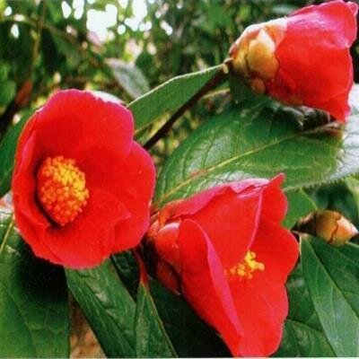 Camellia Villosa