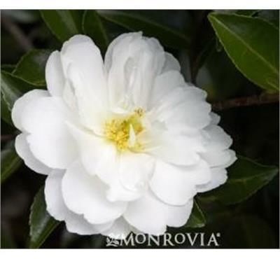 White Doves Camellia