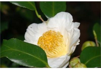 White Mermaid Camellia