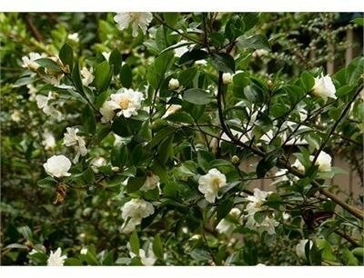 Winter'S Snowman Camellia