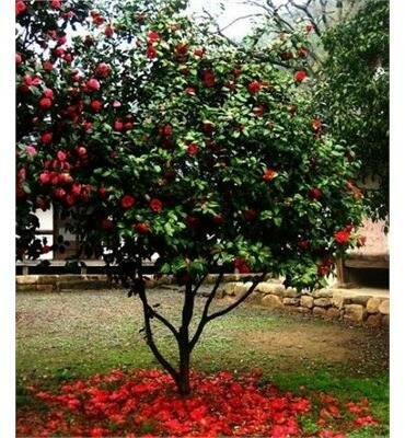 Yuletide Camellia Patio Tree