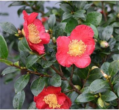 Yuletide Camellia