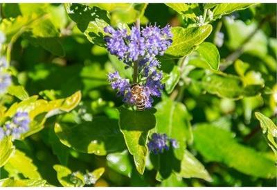 Beekeeper Minigold Bluebeard (Caryopteris)