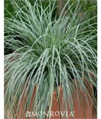 Evercolor Everest Variegated Sedge Grass