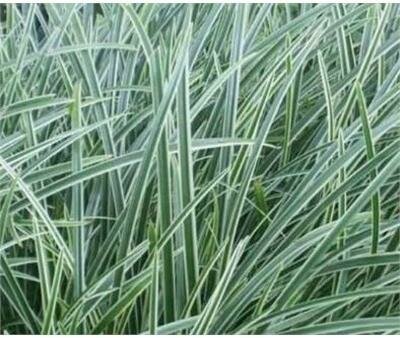 Ice Dance Japanese Sedge