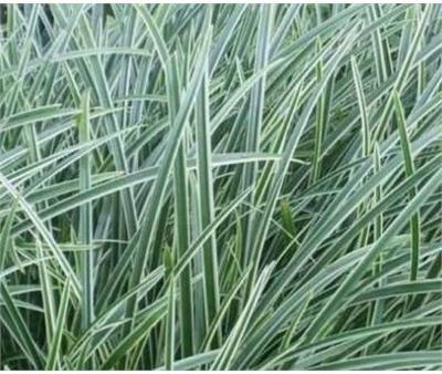 Ice Dance Japanese Sedge