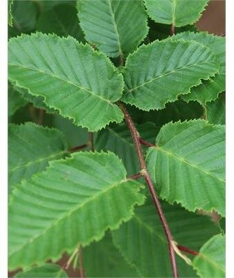 Frans Fontaine Hornbeam