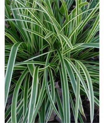 Ice Dance Japanese Sedge