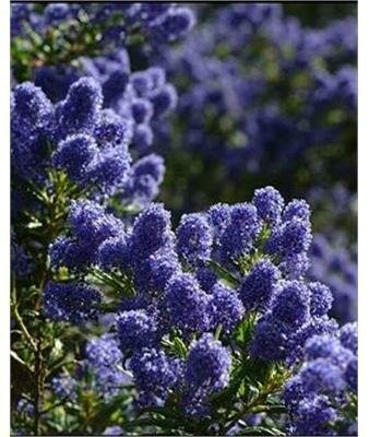 Victoria California Lilac