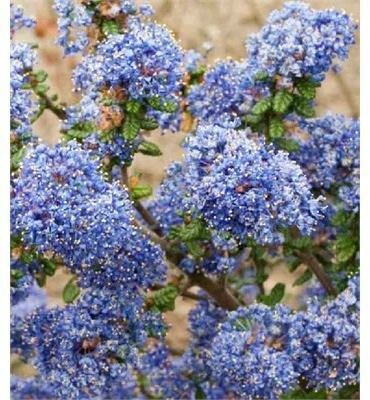 Victoria California Lilac