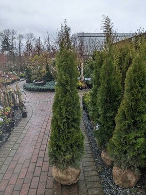 EMERALD GREEN CEDAR - image 2