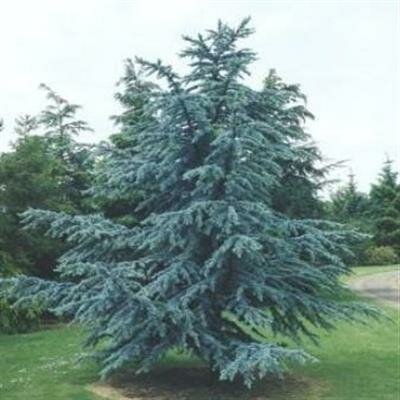 Blue Atlantic Cedar