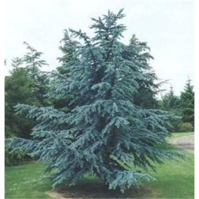 Blue Atlantic Cedar